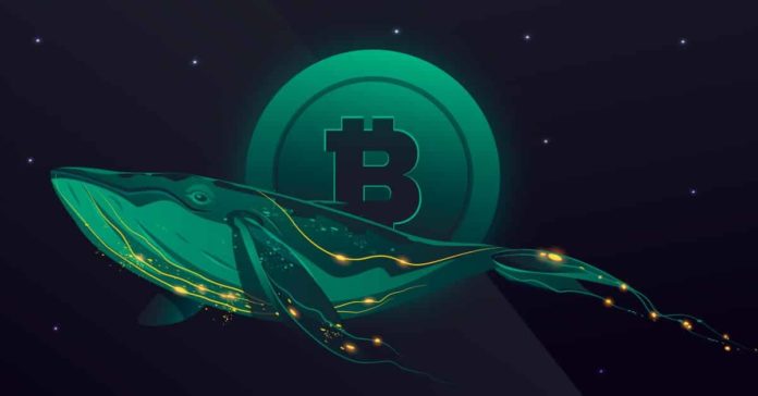 coinsharp: Les baleines du Bitcoin n'achètent toujours pas